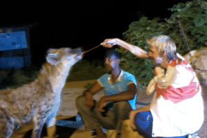 Hyena Feeding in Harar, Ethiopia